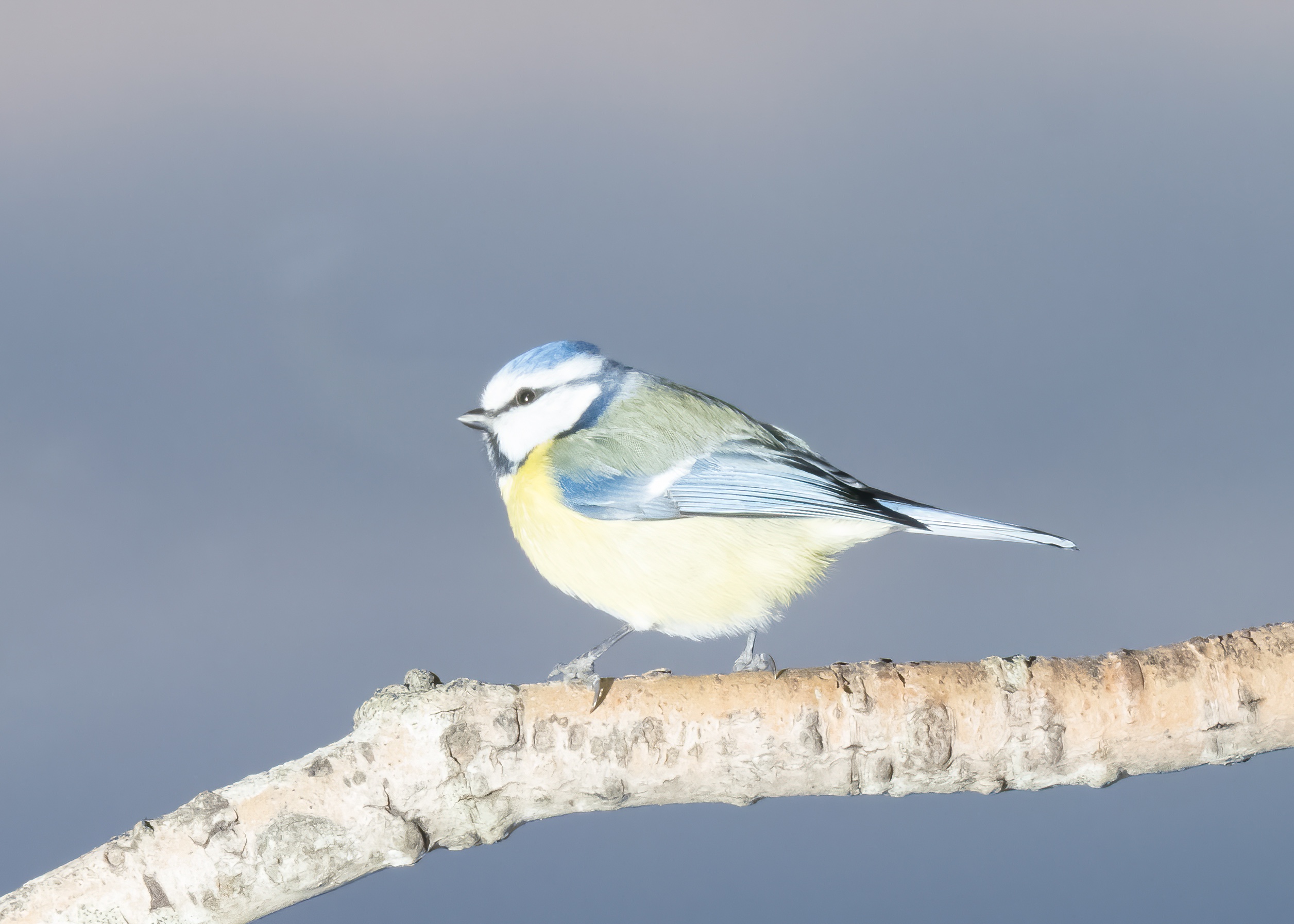 Läs mer om artikeln 5 dagars tripp till Sverige