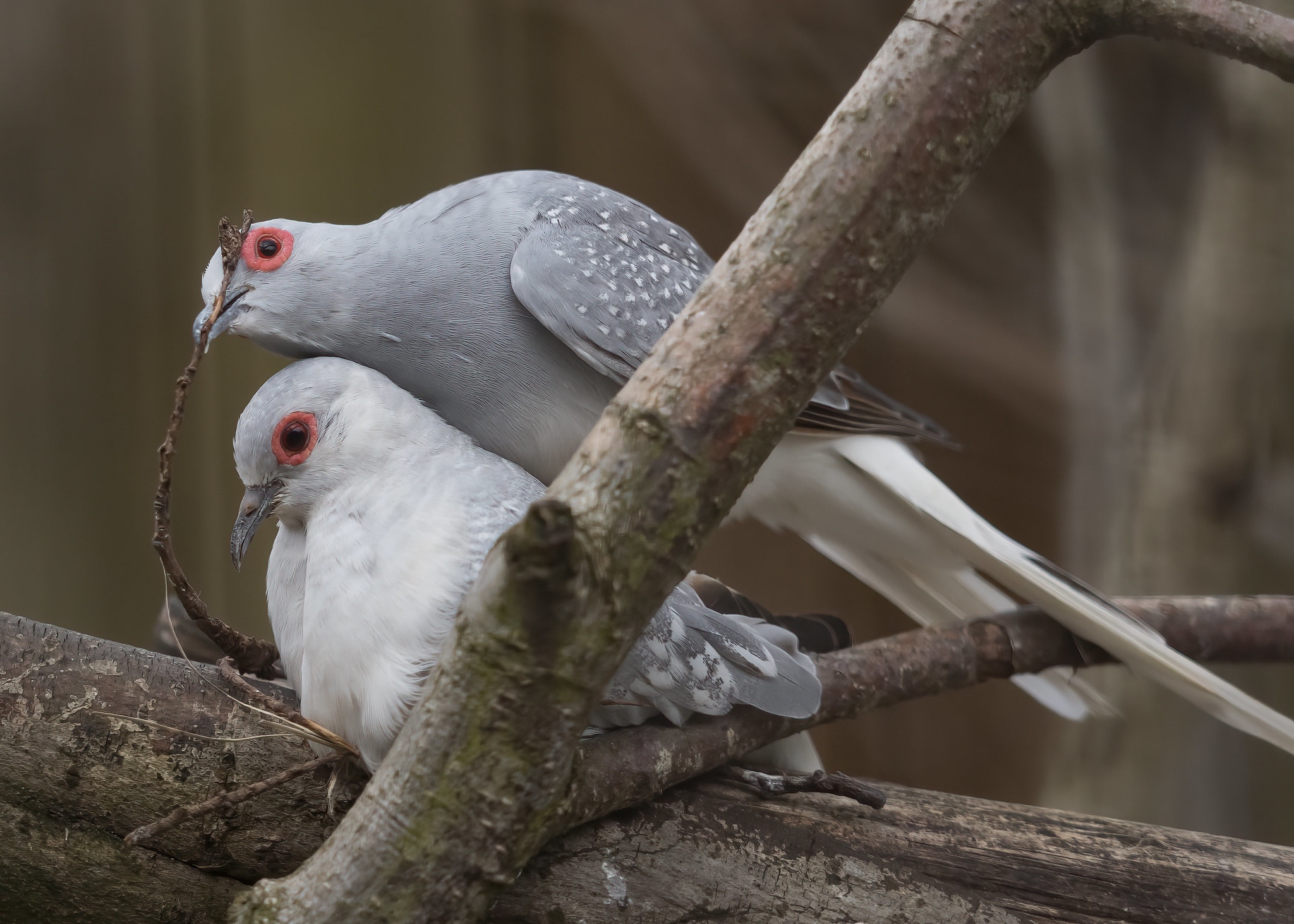 Läs mer om artikeln Birdland Park and Gardens