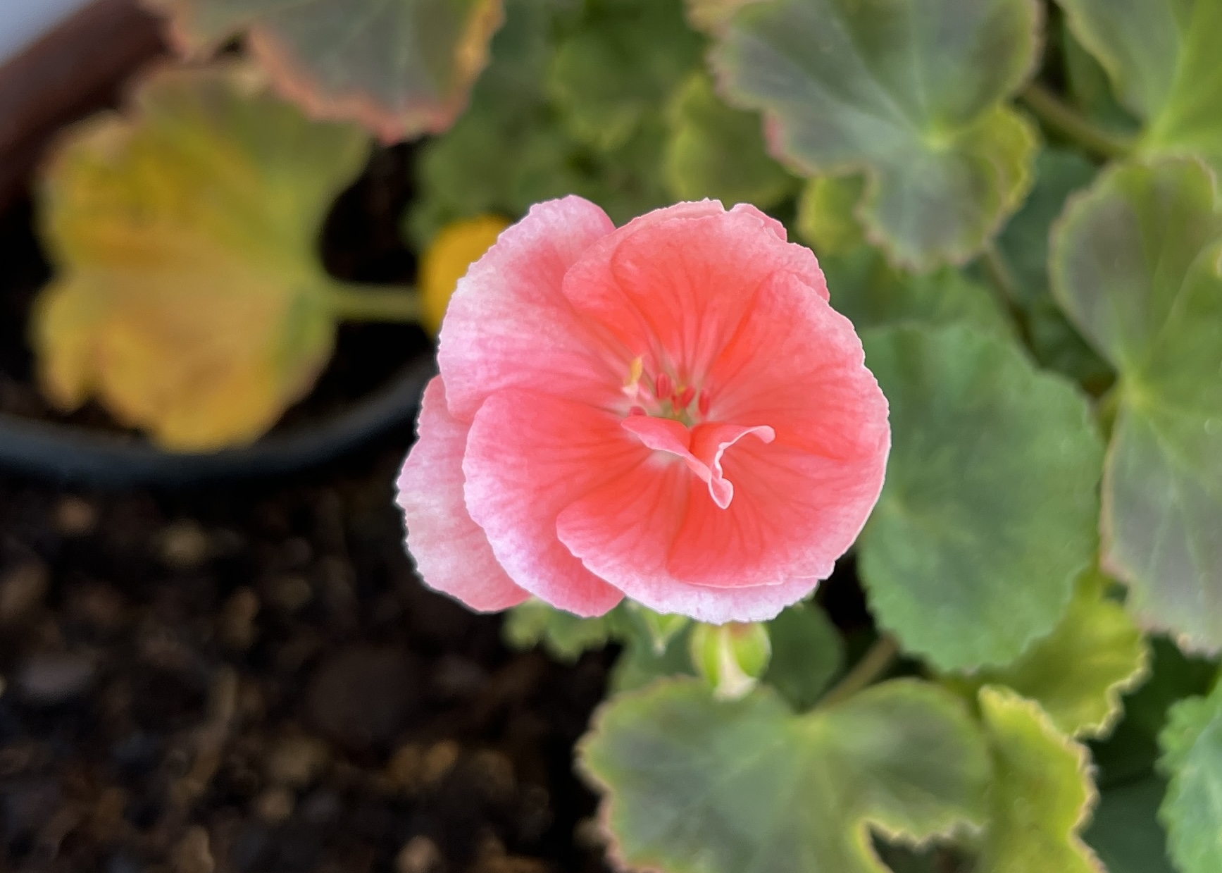 Läs mer om artikeln Pelargonerna