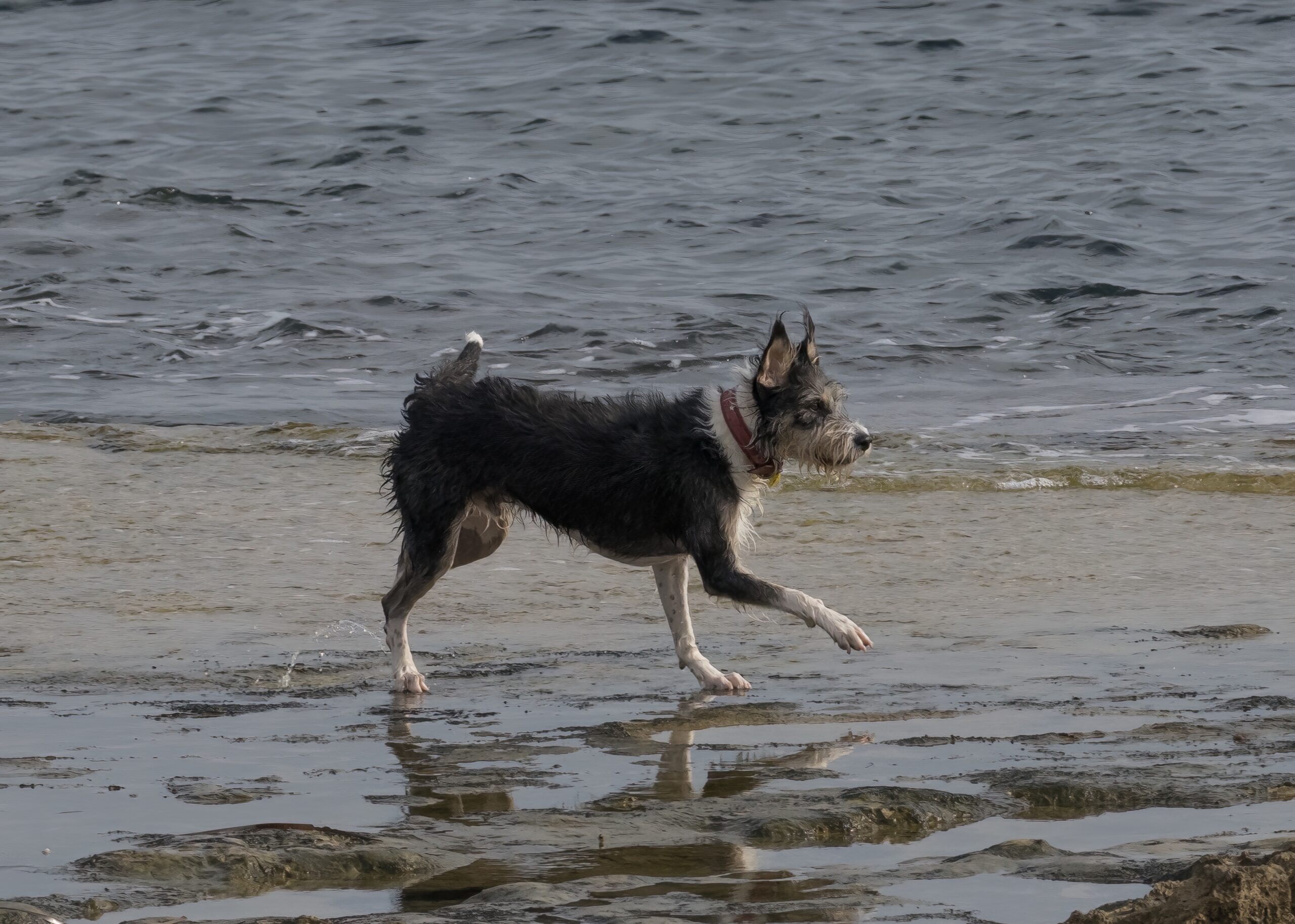 Du visar för närvarande Den modiga hunden