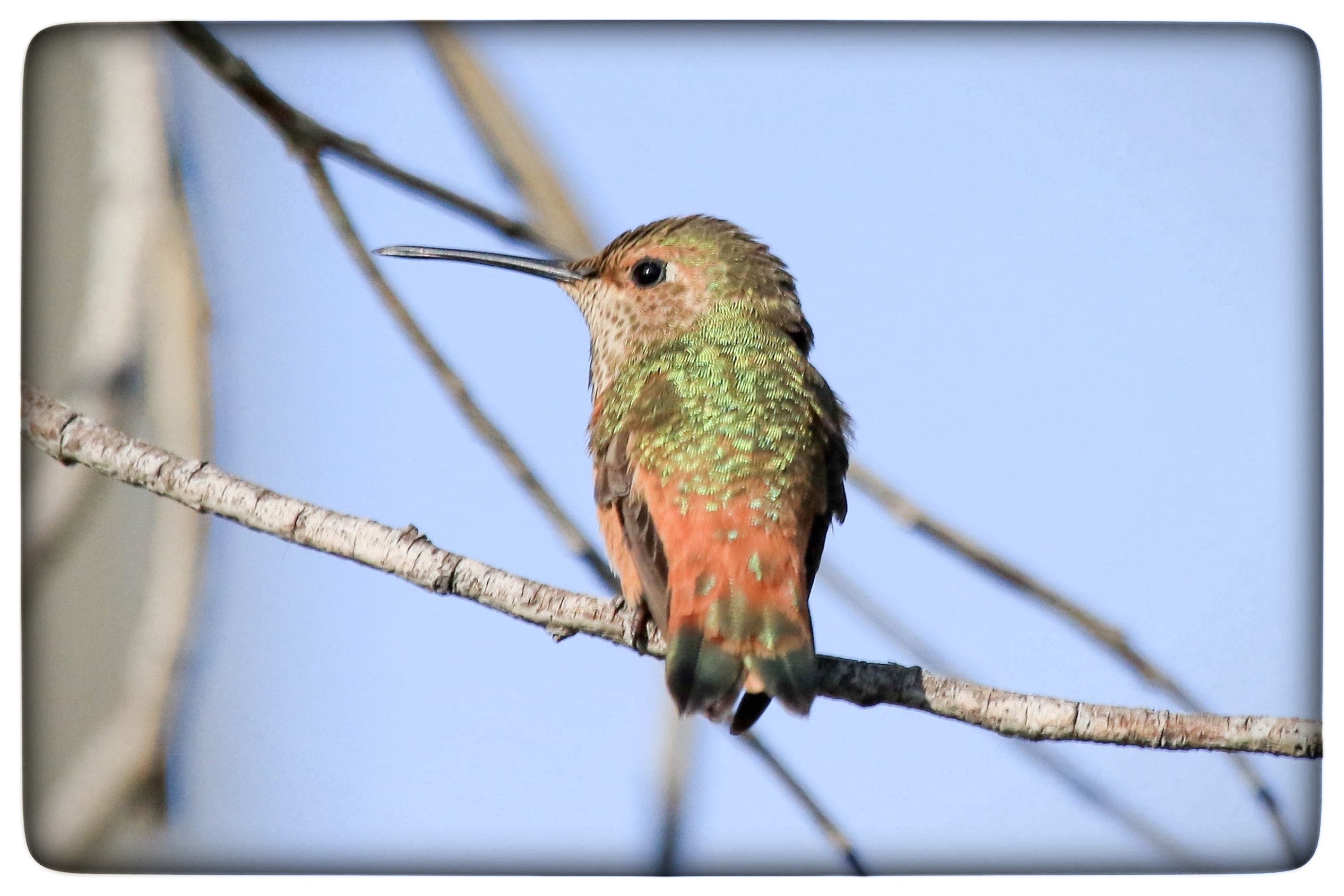 Du visar för närvarande Kolibri