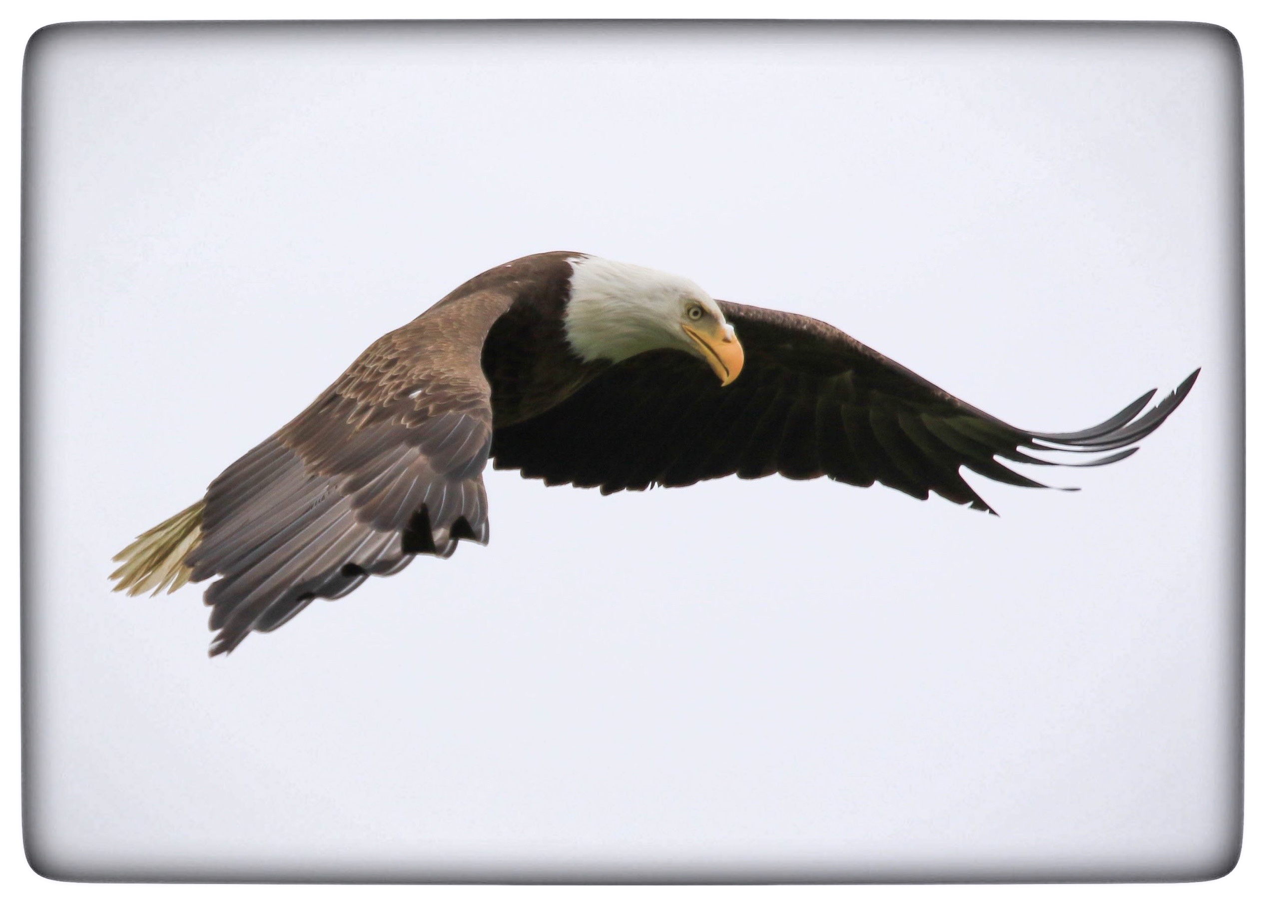 Du visar för närvarande Bald eagle / Vithövdad havsörn