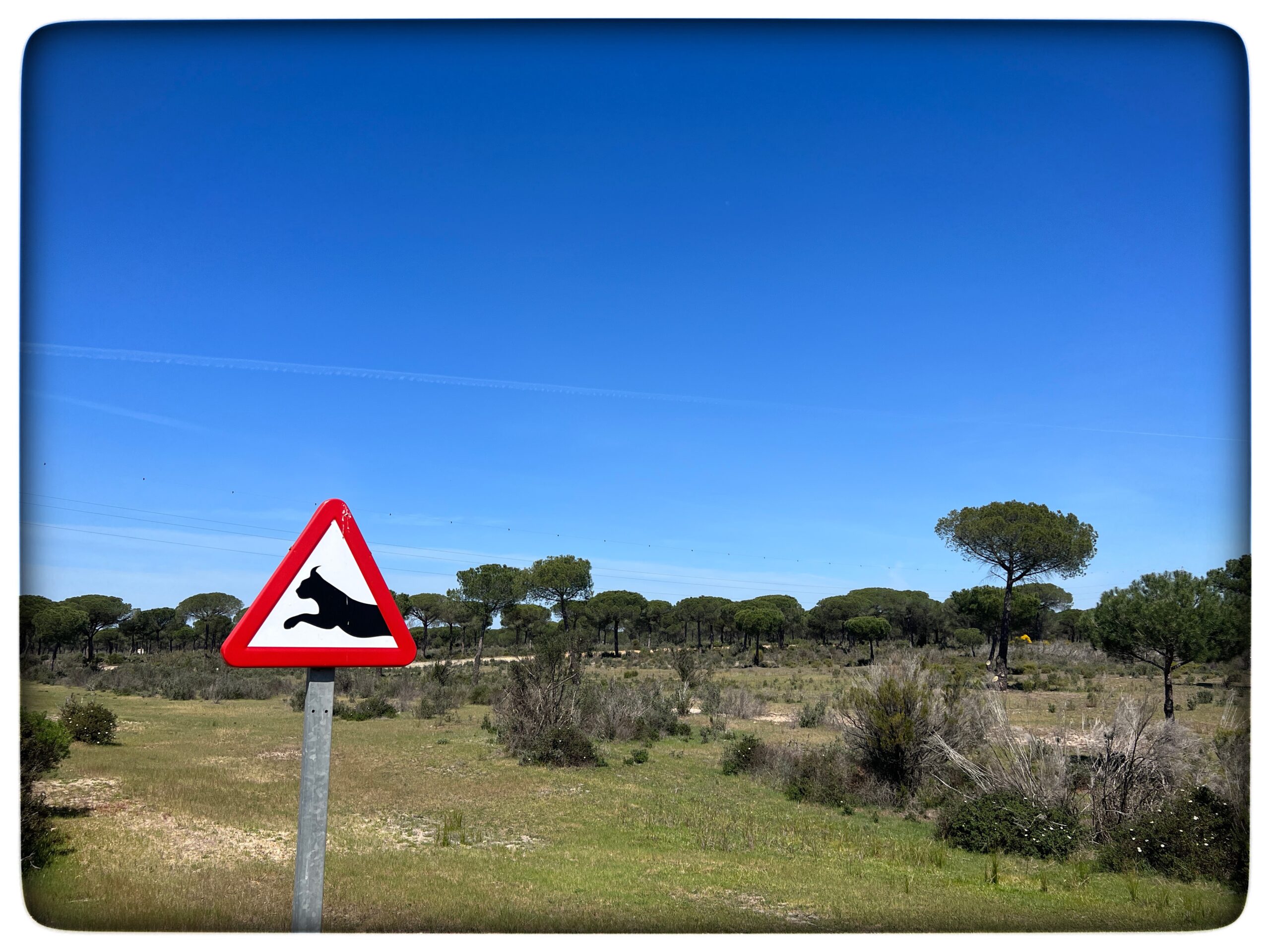 Läs mer om artikeln Doñana – dag 2