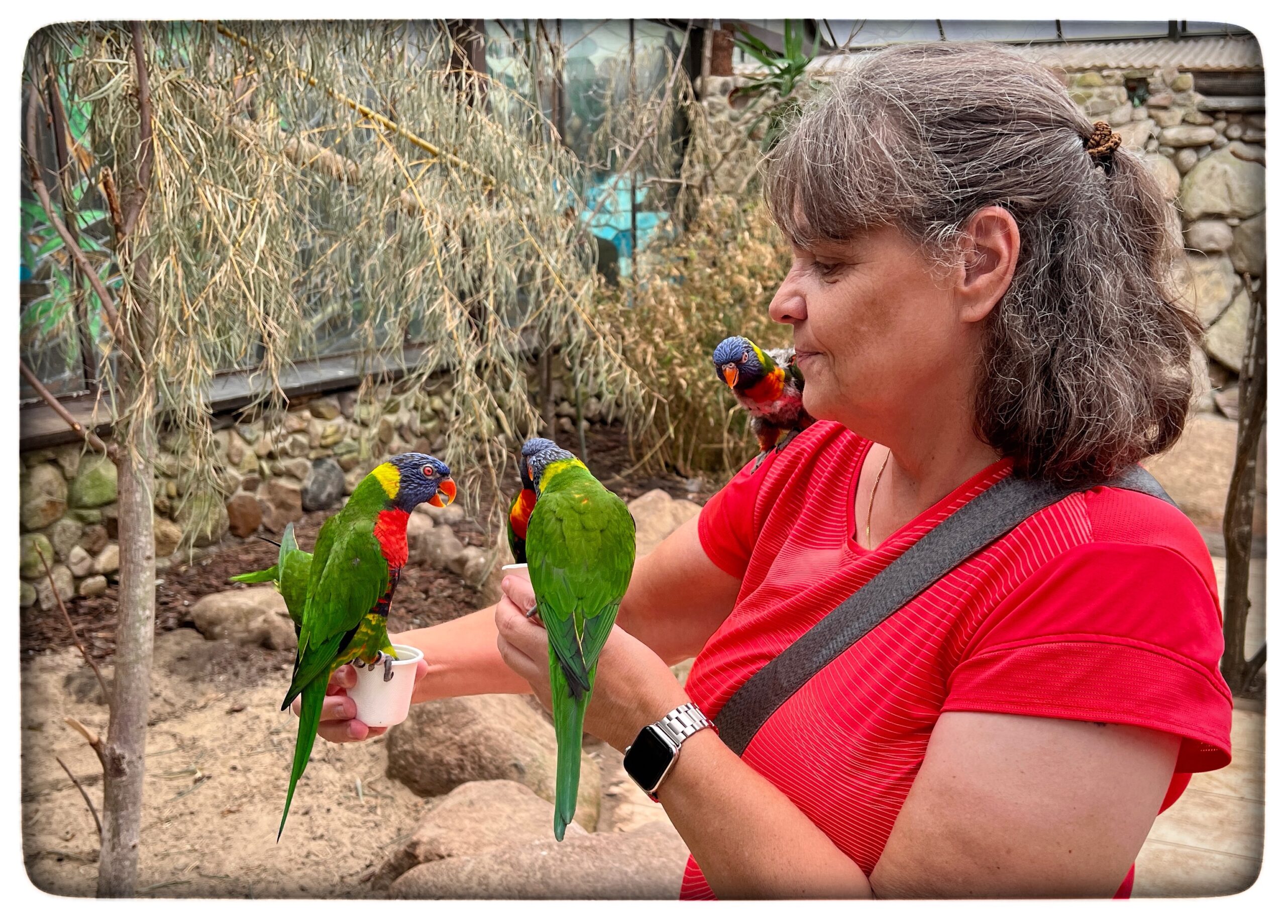 Du visar för närvarande Weltvogelpark i Walsrode