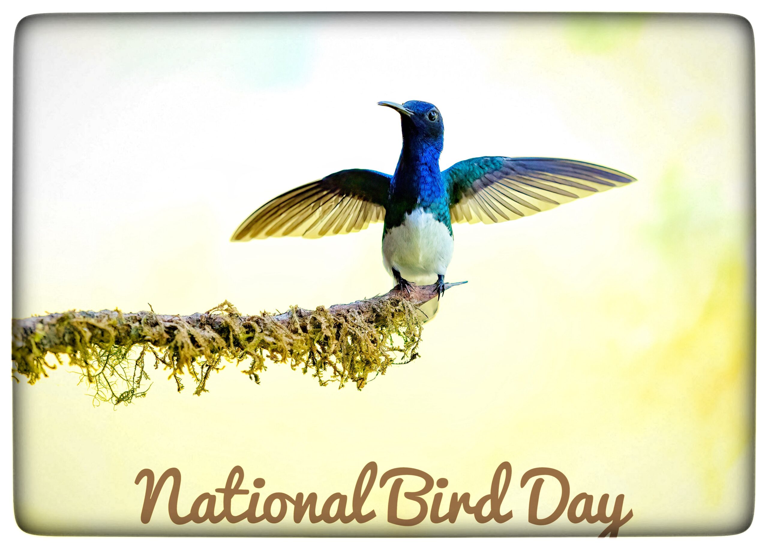 Du visar för närvarande National Bird Day