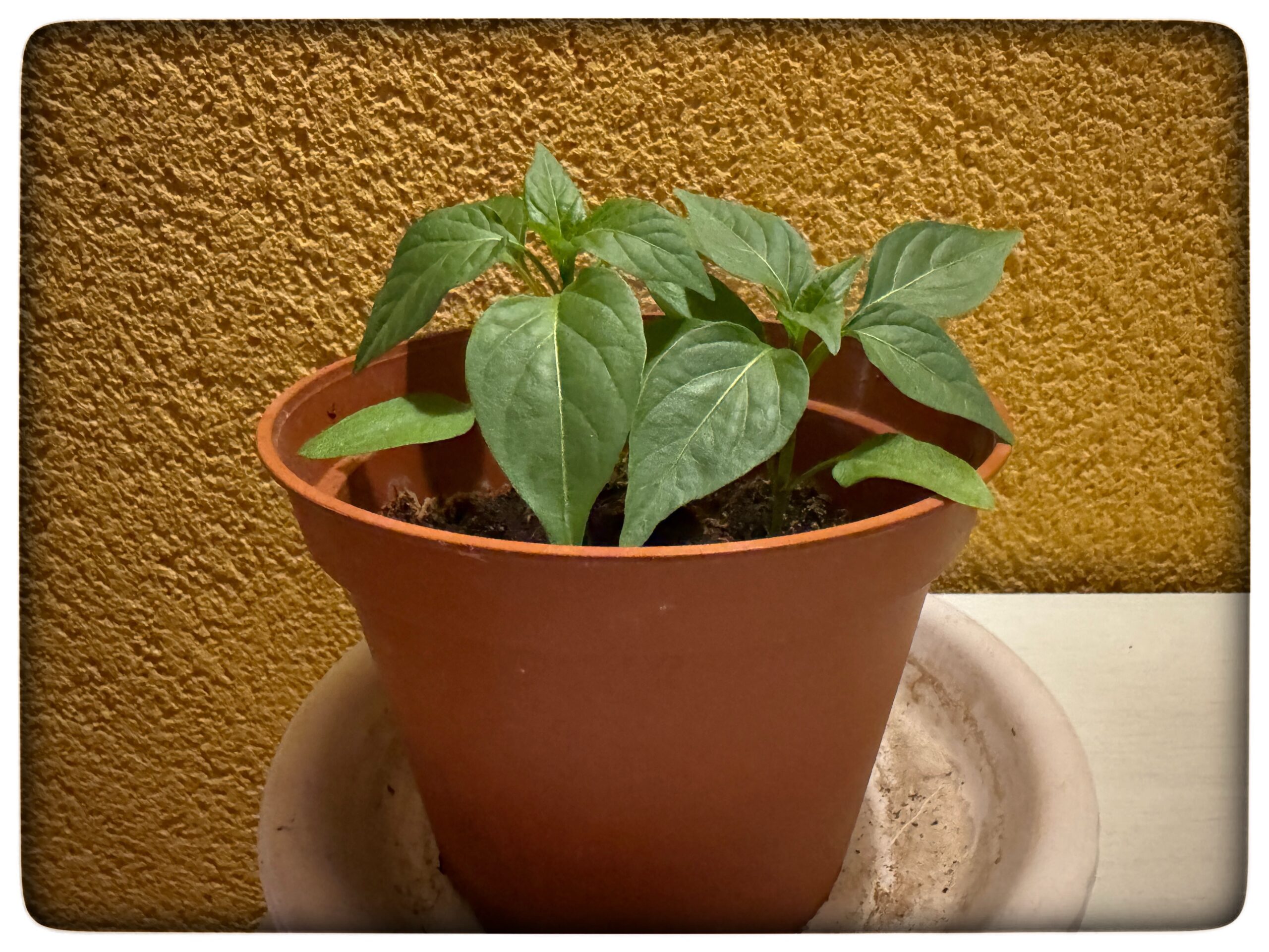 Du visar för närvarande Gul snackpaprika