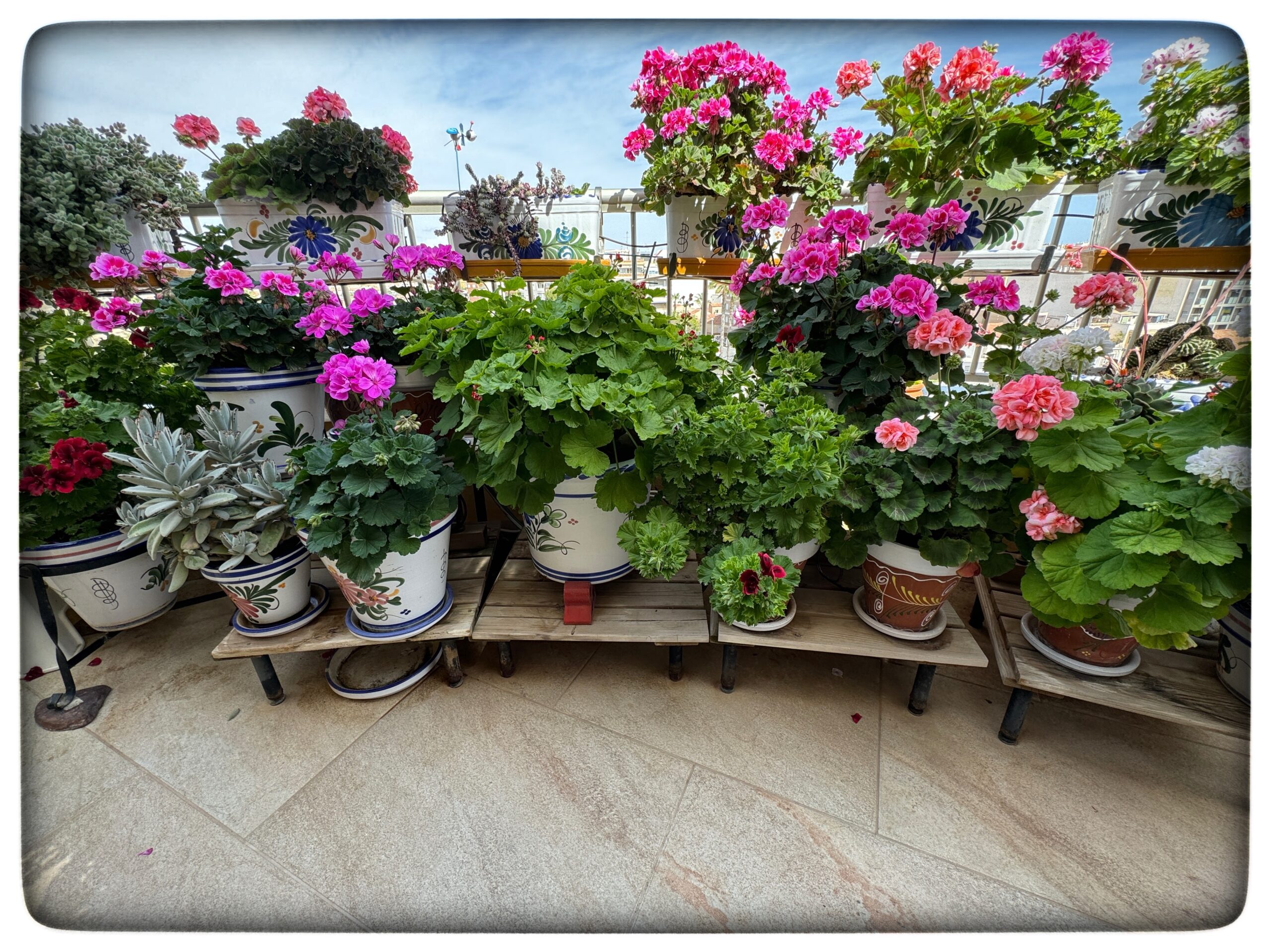 Du visar för närvarande Mina blommor…