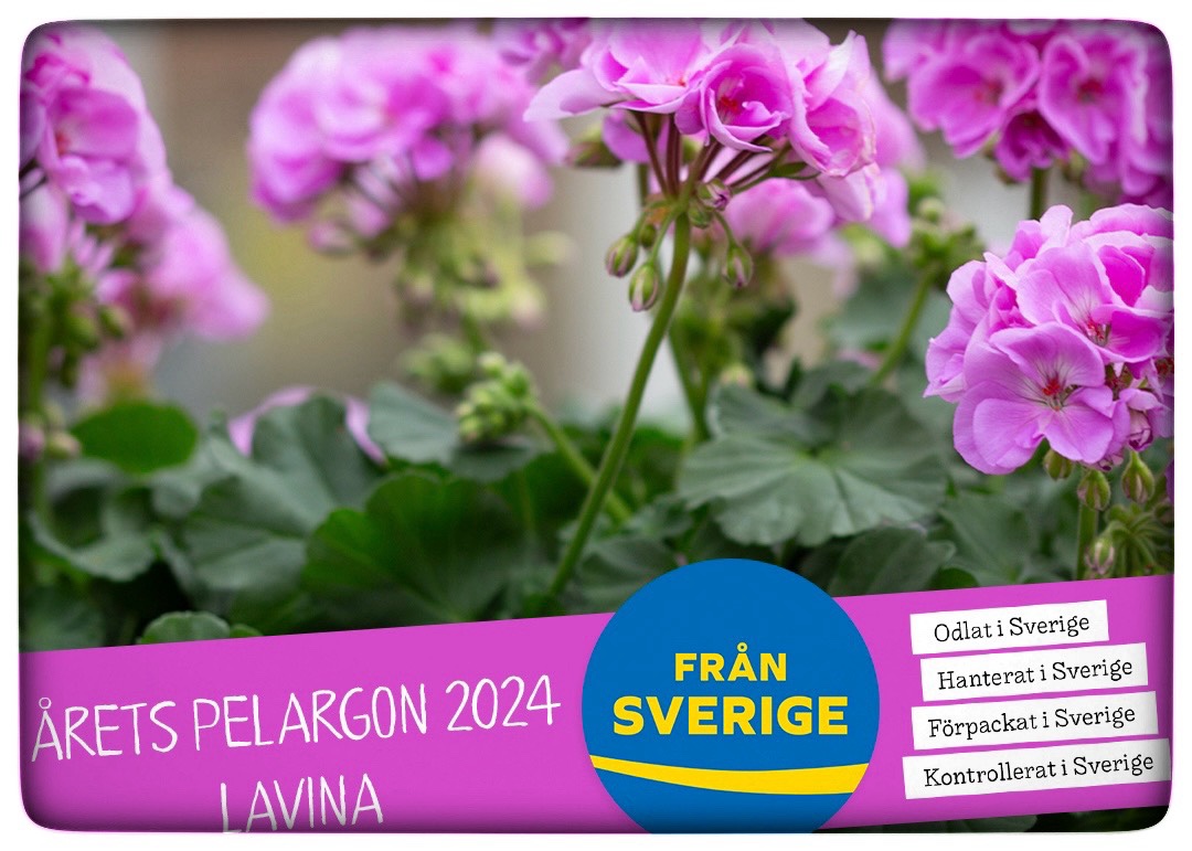 Du visar för närvarande Årets pelargon