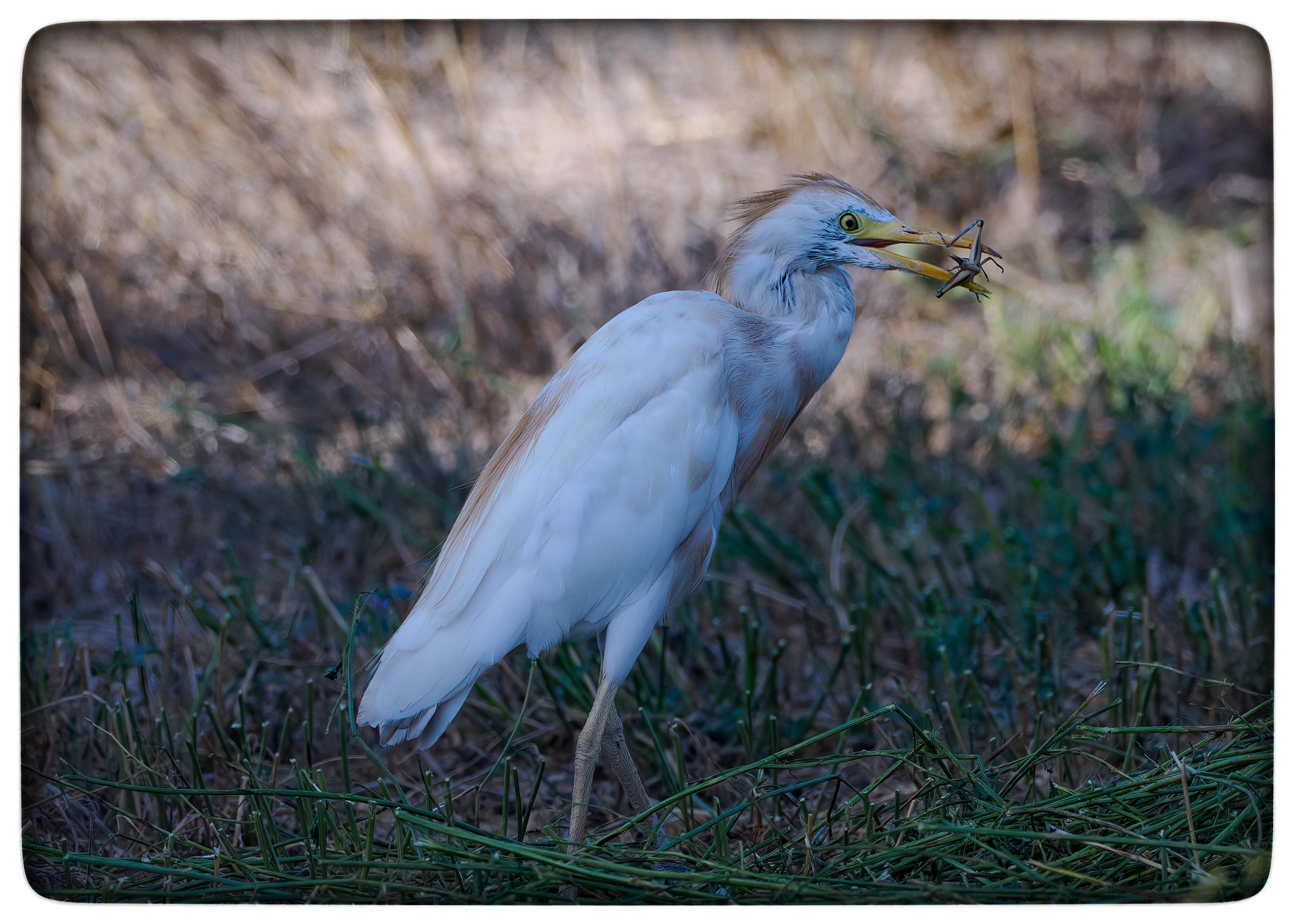 Du visar för närvarande Kohäger
