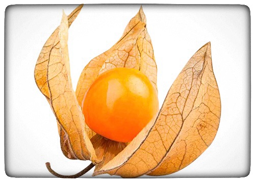Du visar för närvarande Physalis