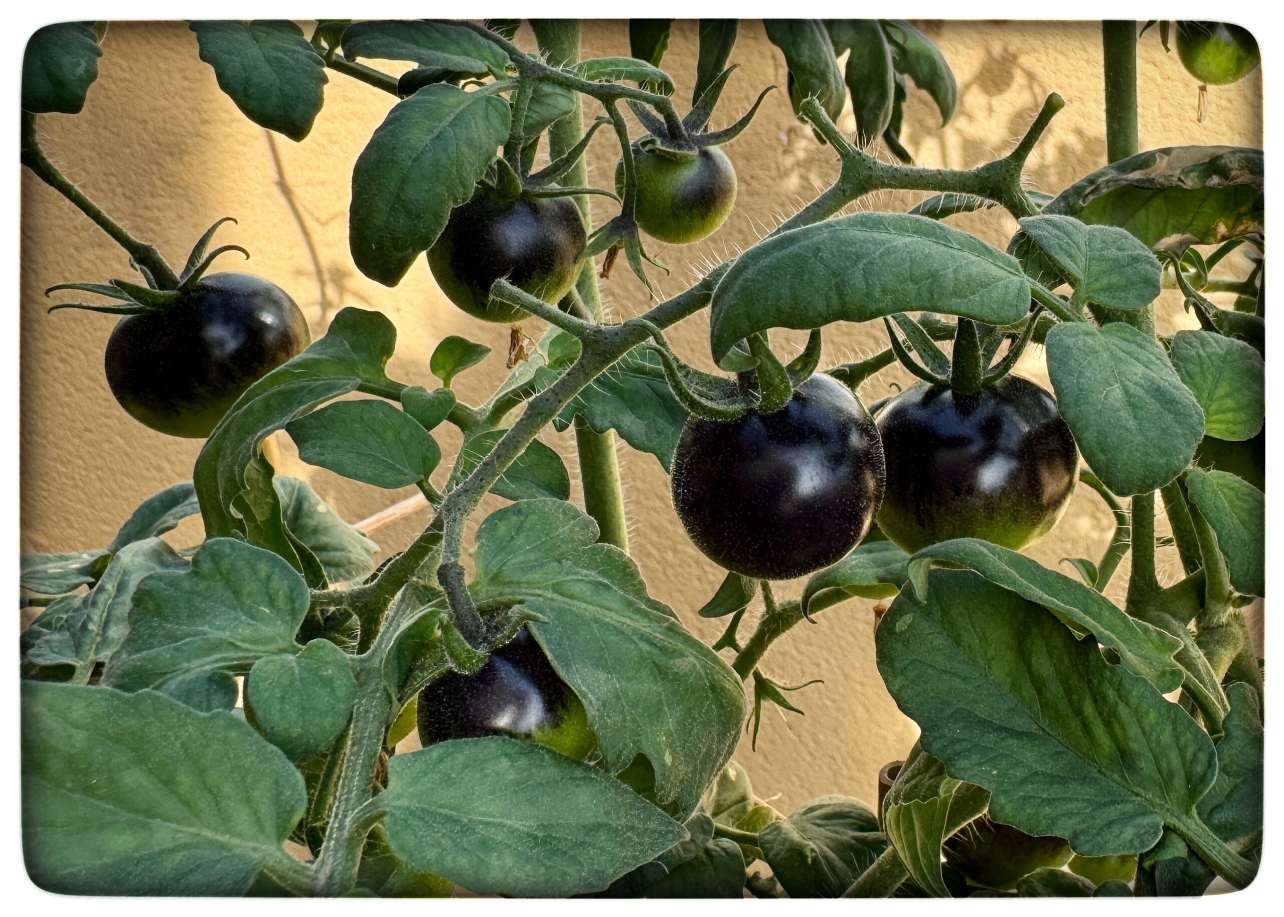 Du visar för närvarande Blåa tomaterna