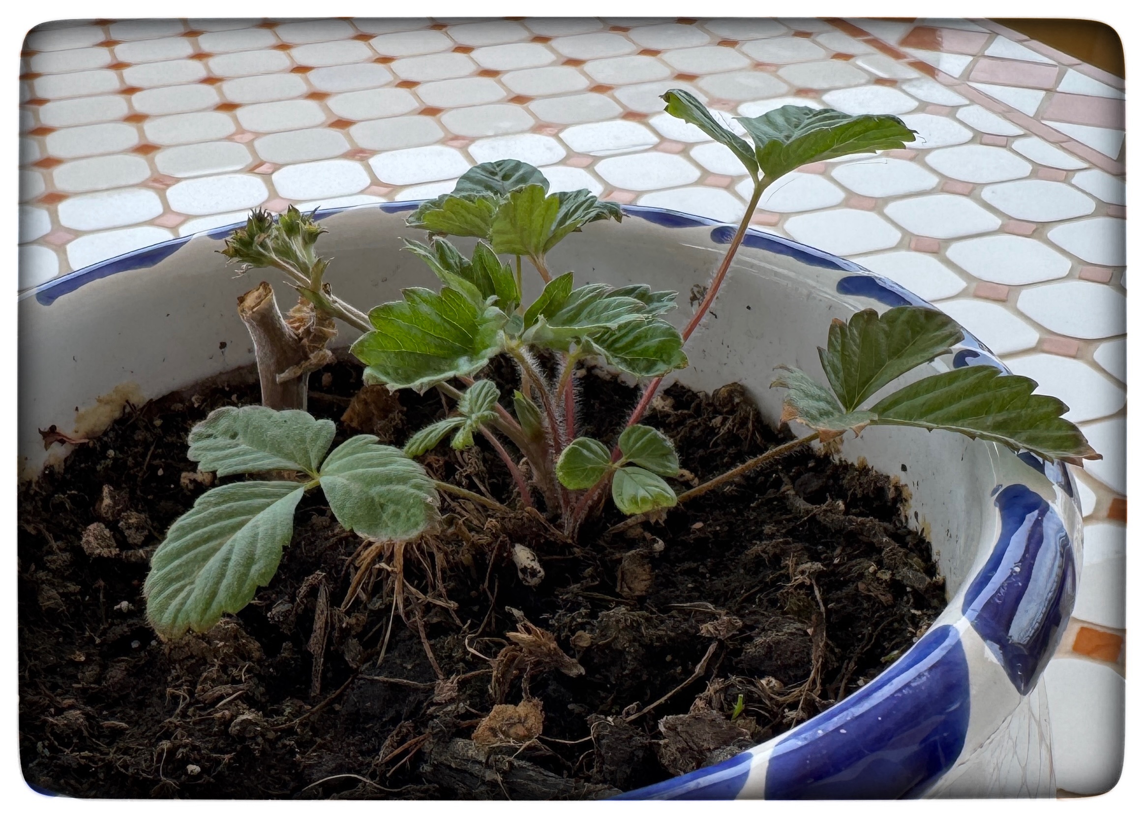 Du visar för närvarande Smultronplantan