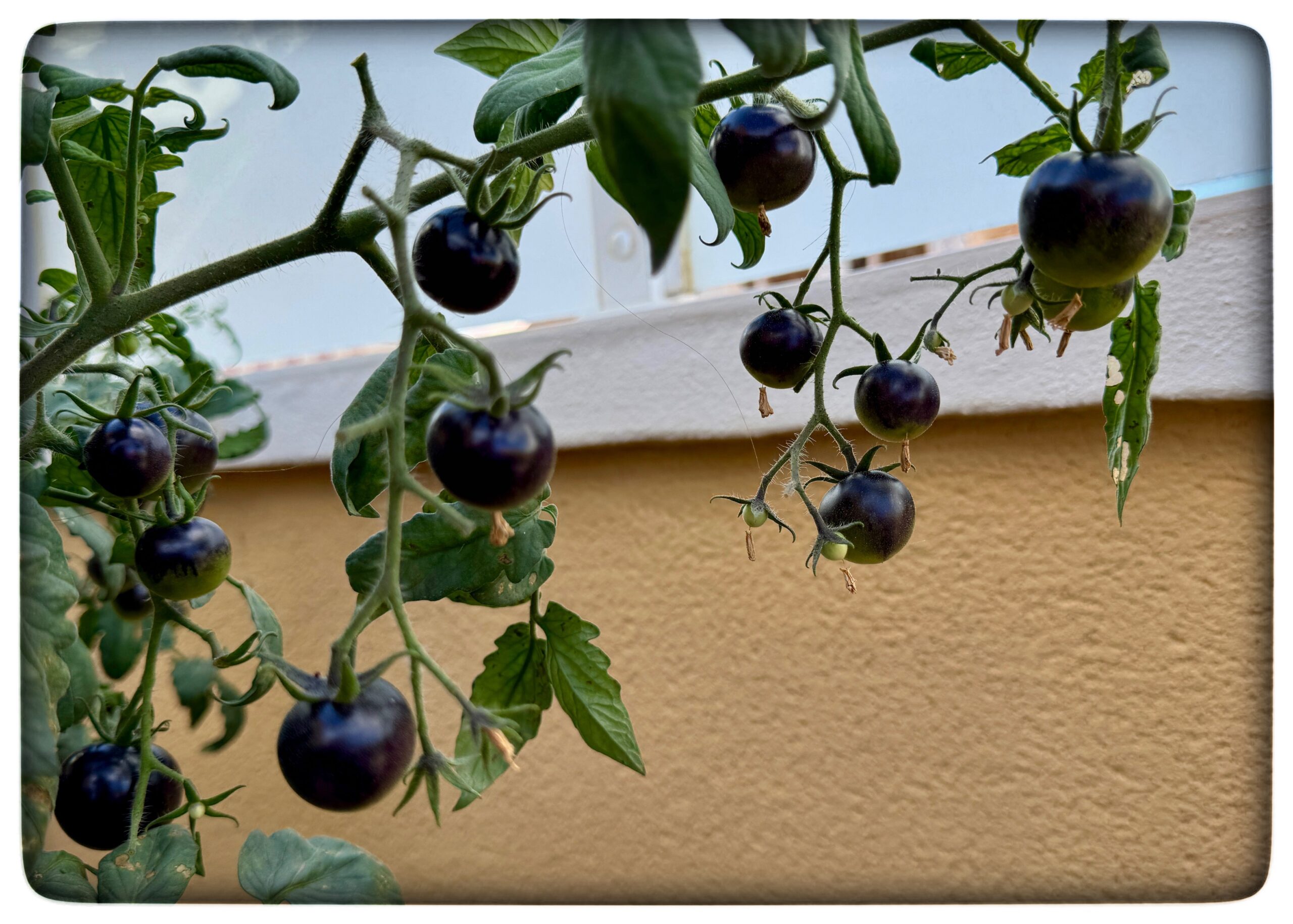 Du visar för närvarande Blåa tomaterna
