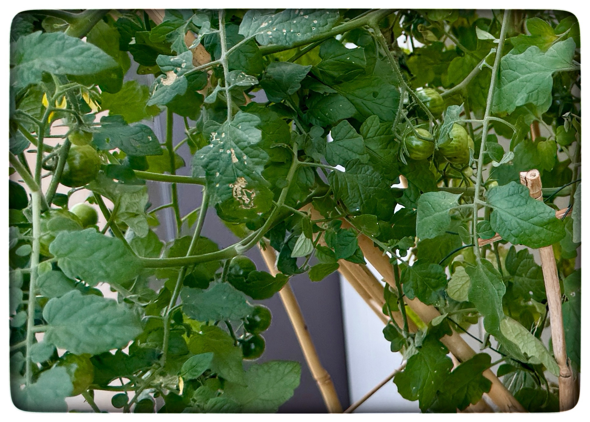 Du visar för närvarande Cherrytomaterna