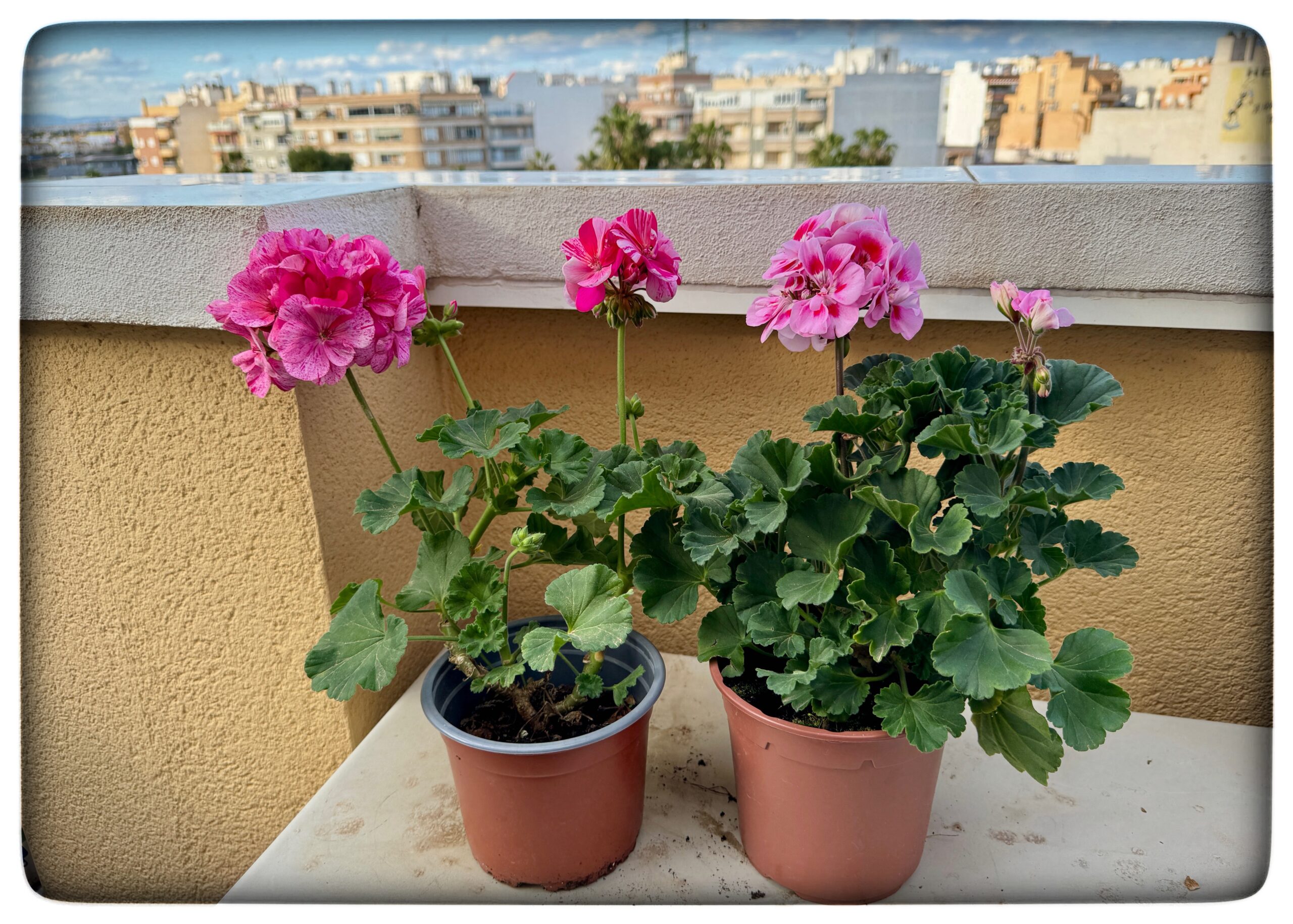 Läs mer om artikeln Pelargoner… pelargoner…