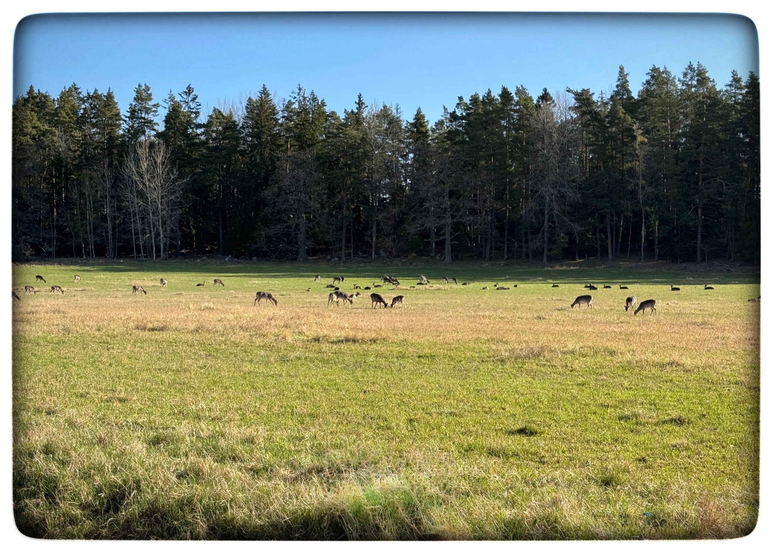 Du visar för närvarande Värmdö