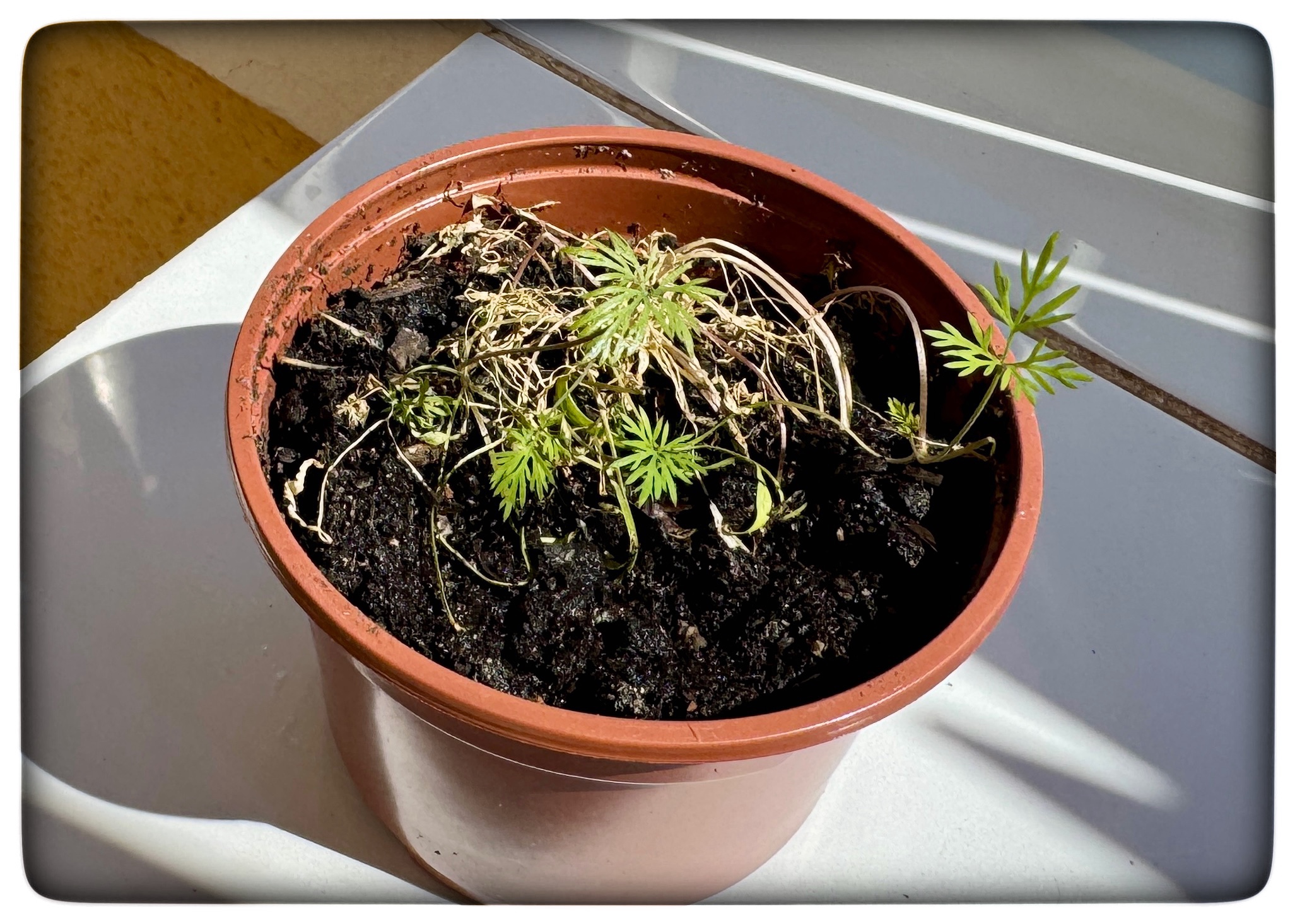 Du visar för närvarande Dill