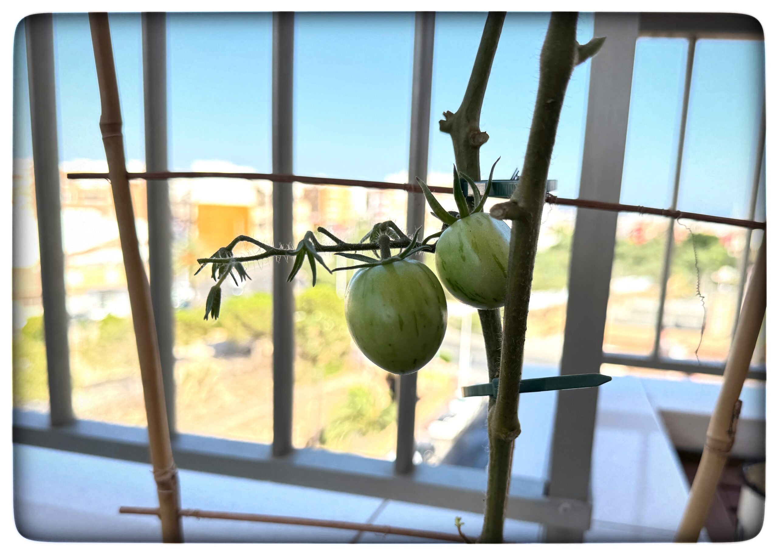 Du visar för närvarande Tomaterna