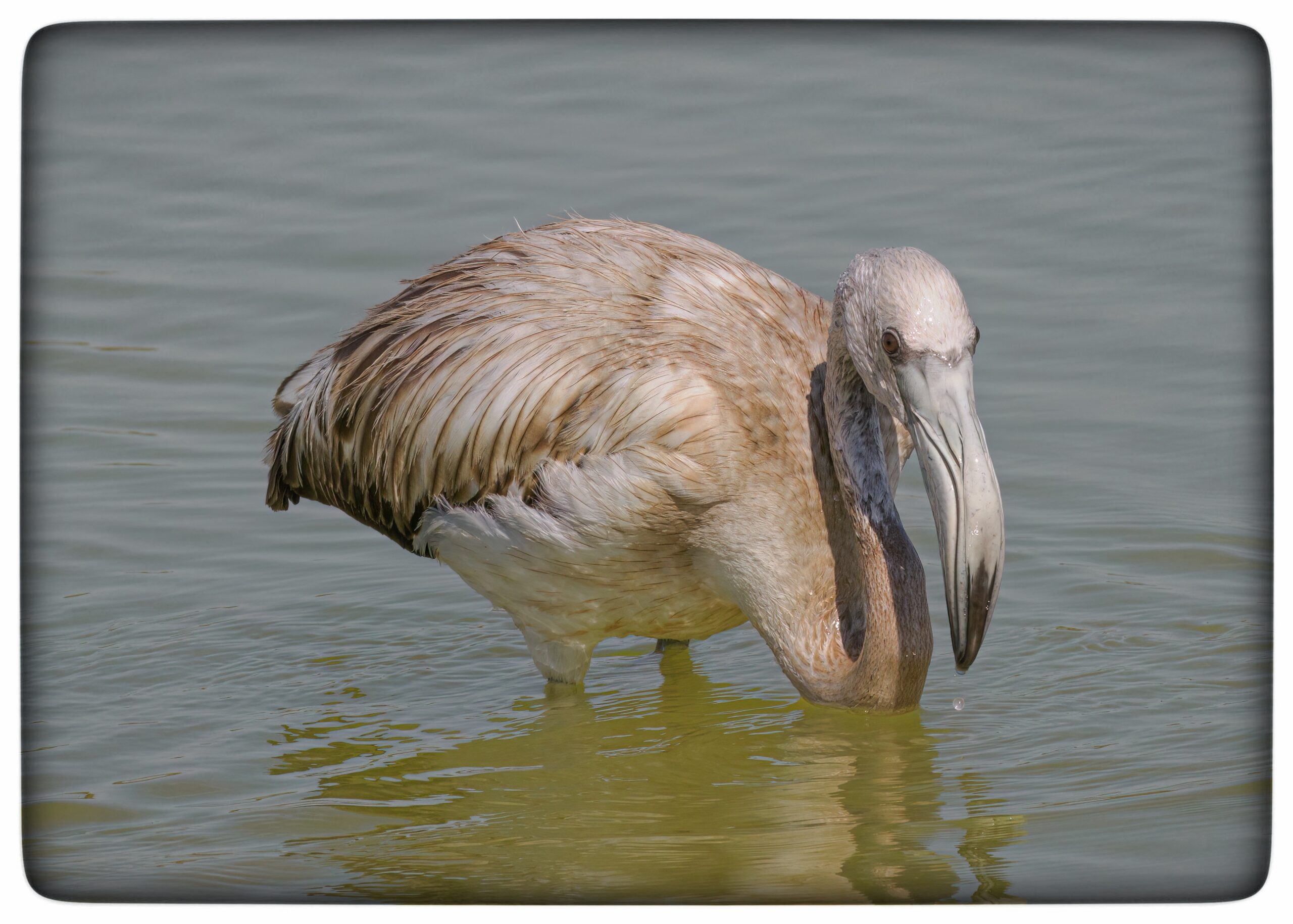 Du visar för närvarande Flamingo