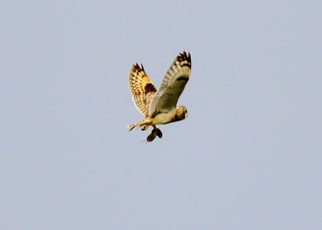 Short-eared owl, USA