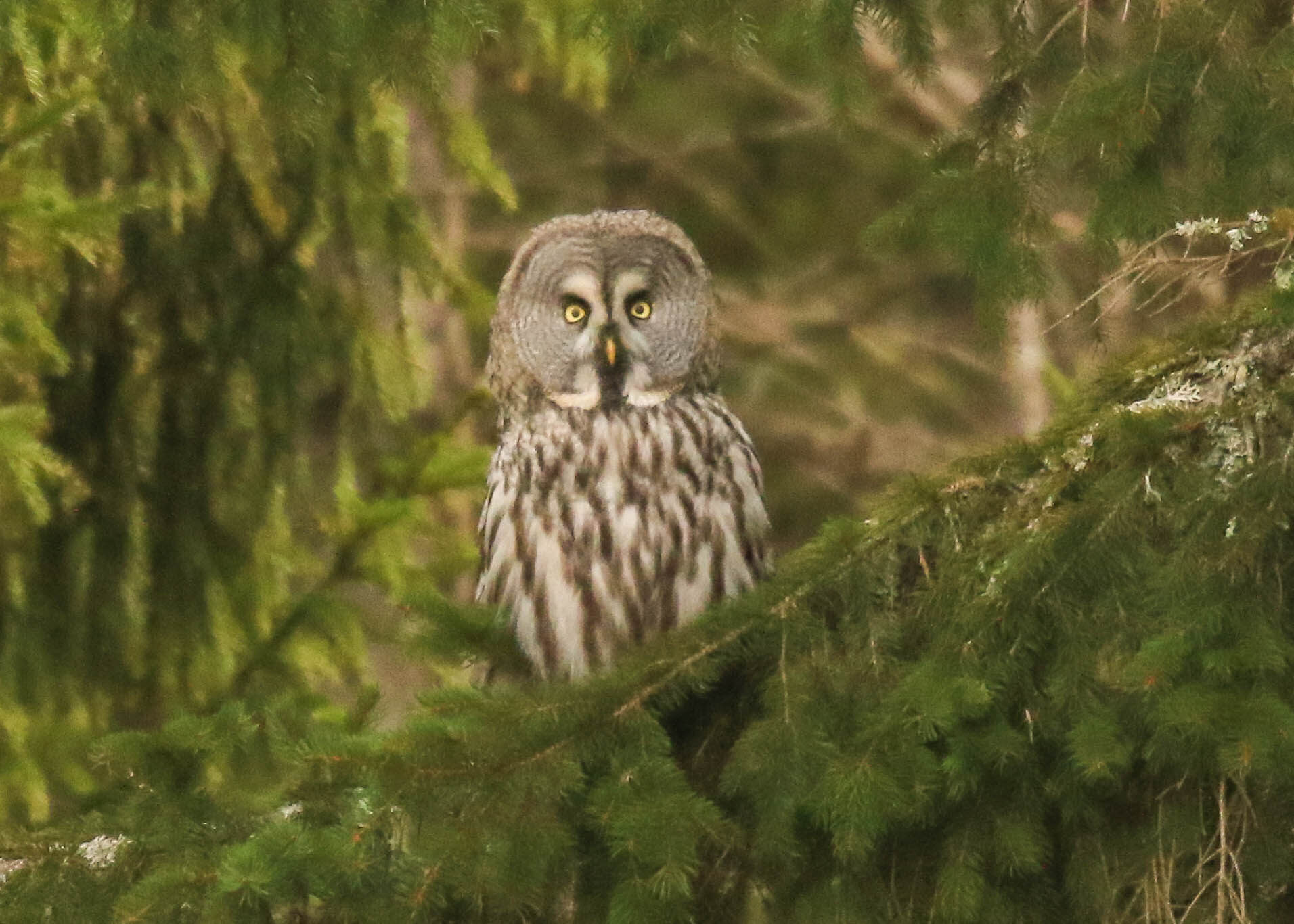 Grey owl, Sweden