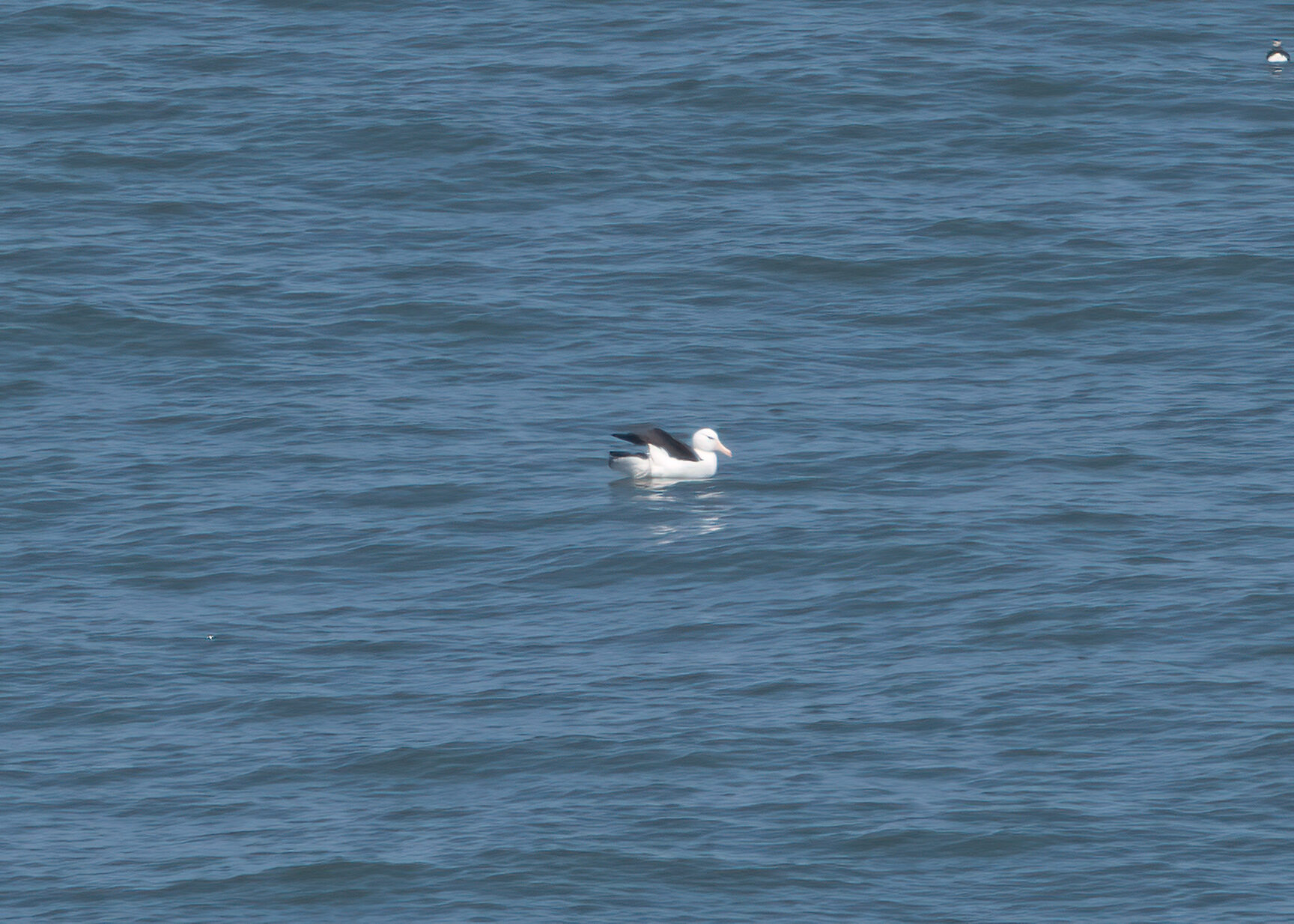 Svartbrynad albatross