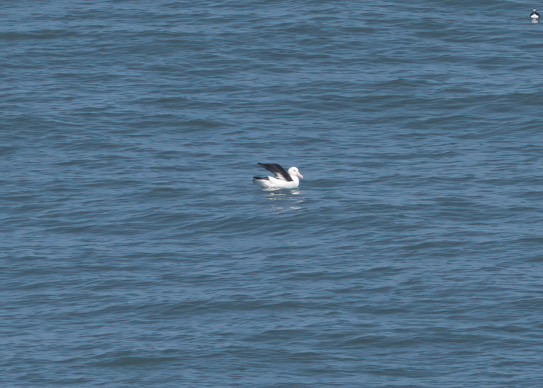 Svartbrynad albatross