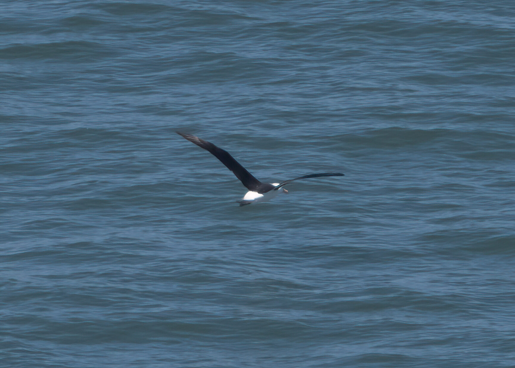 Svartbrynad albatross