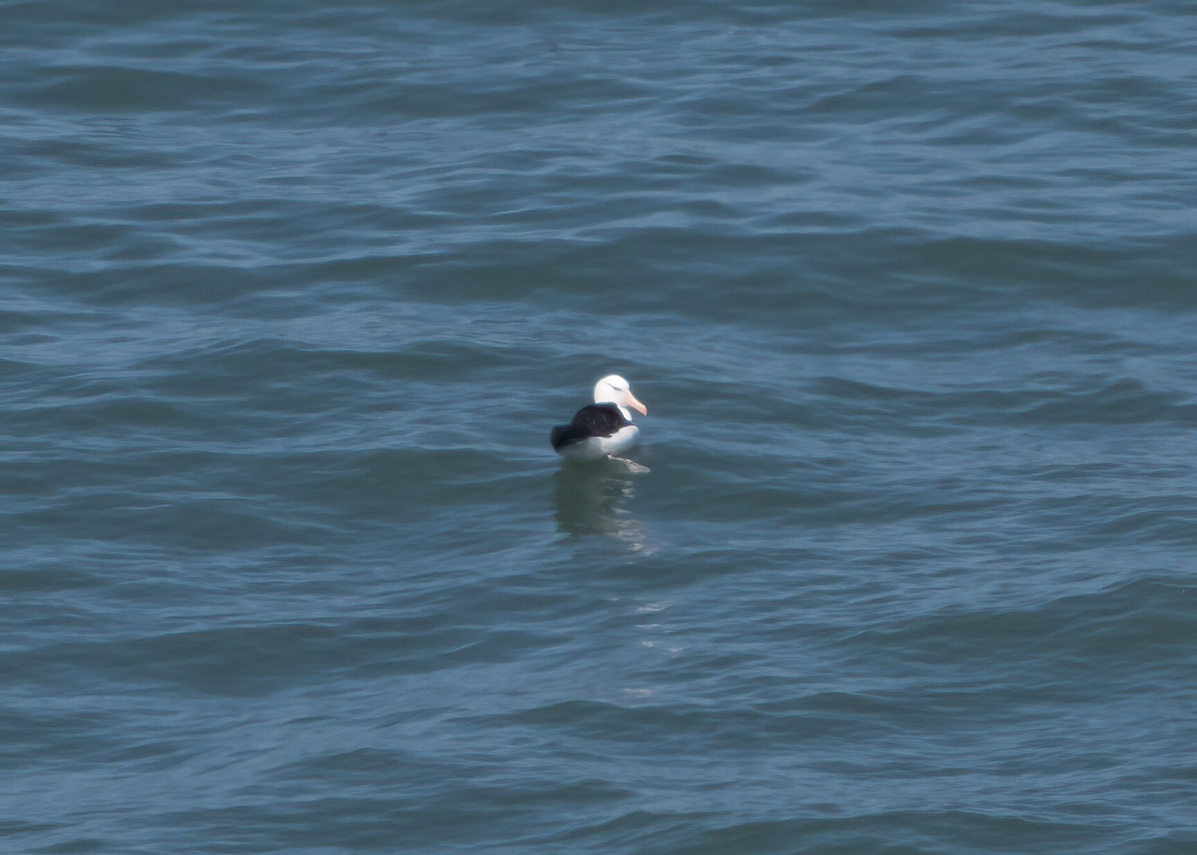 Svartbrynad albatross