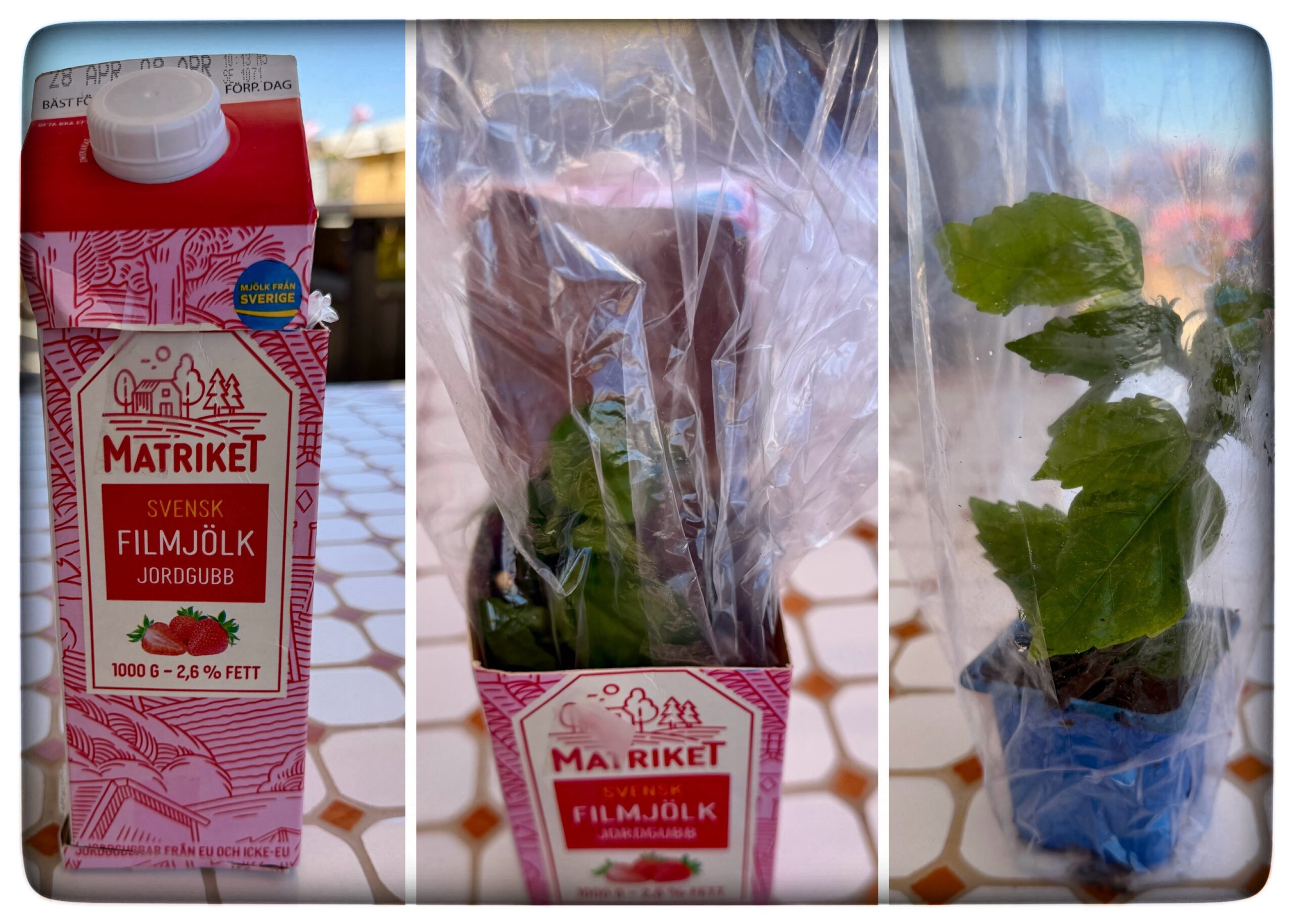 Läs mer om artikeln Eivors hibiskus
