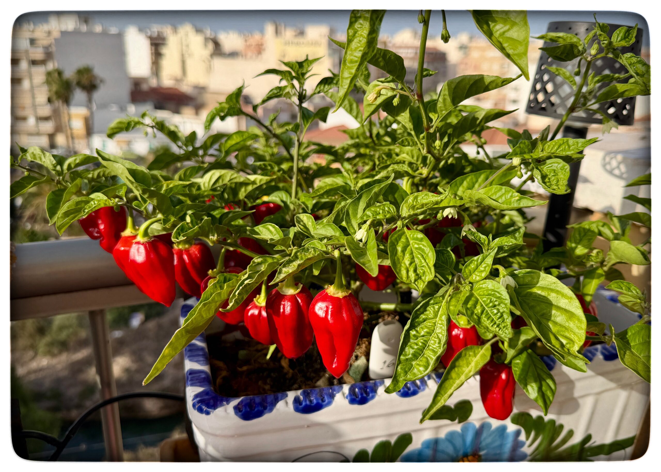 Läs mer om artikeln Chiliplantan